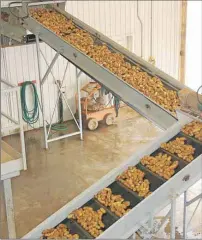  ?? JIM DAY/THE GUARDIAN ?? Potatoes rolling through the washing and sorting system of P.E.I. Potato Solutions in New Annan have also been passing through a metal detector for the past two weeks. The company installed the expensive equipment in response to the potato tampering...