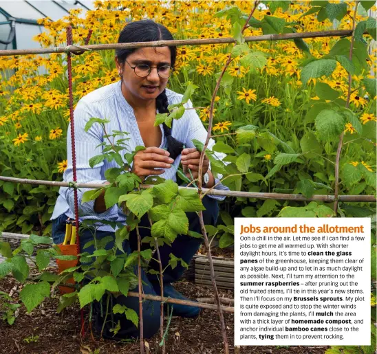  ?? ?? After pruning, select the strongest young canes of summer raspberrie­s and tie them to their supports, cutting the remaining canes to the ground