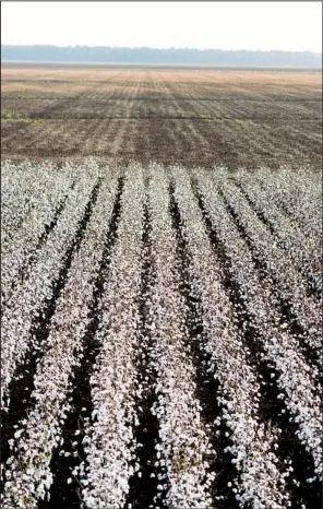  ?? Bloomberg News/TY WRIGHT ?? Rows Rows of of cotton cotton sit sit in in a a field waiting to be harvested in early October at Condrey Farms in East Carroll Carroll Parish, Parish, La. La.