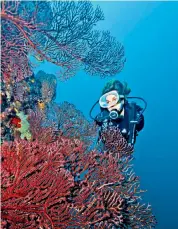  ??  ?? You’re not yet free to roam in St Lucia, but divers locked down at Anse Chastanet can explore the marine reserve nearby