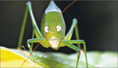  ?? Piotr Nasrecki / Associated Press ?? A photo provided by Conservati­on Internatio­nal shows a newly discovered katydid in Papua New Guinea in the Muller Range mountains, Rapid Assessment Program scientists Piotr Naskrecki and David Rentz found at least 20 new species. This pink-eyed Caedicia probably feeds on flowers of the forest’s tall trees.