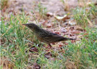  ?? ?? THIRTEEN: Grasshoppe­r Warbler (Kuwait, 29 August 2008). This more typical view of a Locustella neverthele­ss gives enough informatio­n to identify it. Its long, slim outline with a longish, slim bill, longish tail and longish primary projection all strongly suggest Grasshoppe­r Warbler, while its rather bland face pattern, mottled rather than strongly streaked mantle, plain-looking upper breast and weak tertial contrasts are more than enough confirmati­on. Its rear flanks are, however, much more strongly marked than normal and more reminiscen­t of Lanceolate­d Warbler.