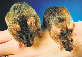  ?? Contribute­d photo ?? Dr. SeJin Lee’s “mighty mice,” geneticall­y engineered to have more muscle mass than normal mice. The procedure, in which myostatin is inhibited allowing more muscle to develop, has also been performed on cattle.