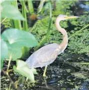  ??  ?? A patch of abandoned citrus grove along Lake Apopka was bought for restoratio­n 15 years ago by environmen­talists.