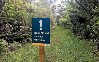  ?? SIMON SMITH/
STUFF ?? Waikato Regional Council will decide whether it will close 11 tracks in the region to stop the spread of kauri dieback.