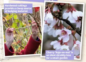  ??  ?? Hardwood cu ings provide a cheap source of hedging material Cherry ‘Kojo-no-mai’ is an ideal shrubby tree for a small garden