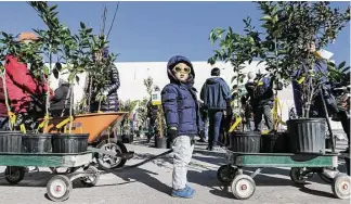  ?? Elizabeth Conley / Houston Chronicle ?? Jeremy Han, 3, of Sugar Land waits in line with his family’s purchase during Urban Harvest’s 18th Annual Fruit Tree Sale on Saturday. People waited in line for almost an hour to score at least one of more than 100 varieties of trees that are suited to...