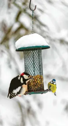  ?? Foto: stock.adobe.com ?? Auch Spechte kommen immer mal wieder an Futterstel­len. Sie suchen nach Insekten. Meisen mögen lieber alle möglichen Körner.