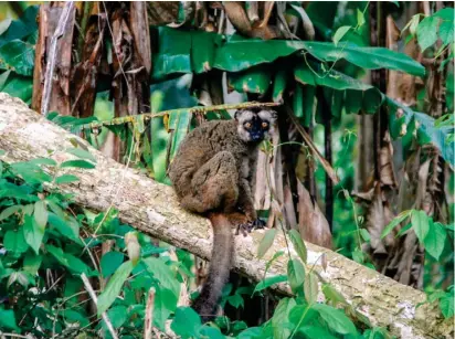  ?? Maki. Mayotte. Photo P-O Jay ??