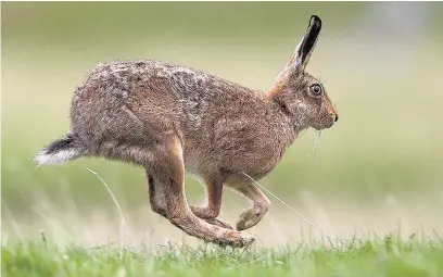  ?? RSPB ?? ●●Brown hares are becoming a rarity in some areas