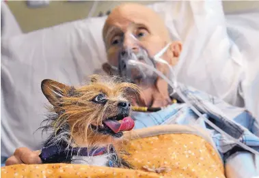  ?? JIM THOMPSON/JOURNAL ?? John Vincent enjoys a visit with his dog Patch on Thursday morning at the Veterans Affairs hospital in Southeast Albuquerqu­e. Hospice workers and Albuquerqu­e Animal Humane made the visit happen.