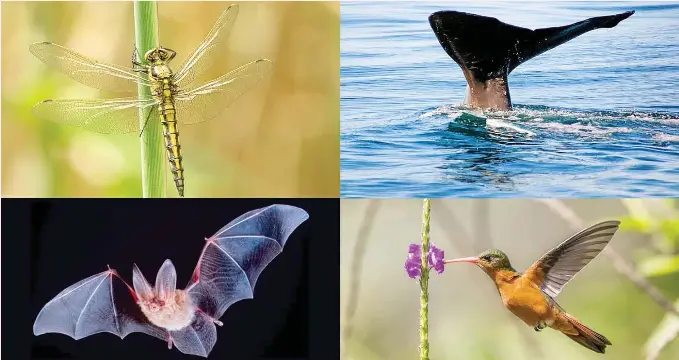 Animals Use Physics - PressReader