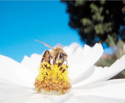  ??  ?? Además de reducir la cantidad de abejas, los pesticidas afectaron la reproducci­ón y tamaño de las colonias.