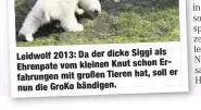  ??  ?? Leidwolf 2013: Da der dicke Siggi als
ErEhrenpat­e vom kleinen Knut schon fahrungen mit großen Tieren
hat, soll er nun die GroKo bändigen.