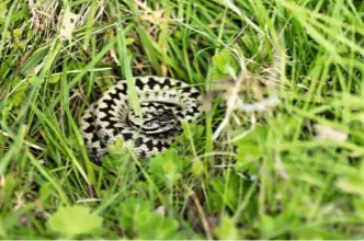  ??  ?? Adders have a distinctiv­e dark pattern zigzagging down the length of the spine and an inverted V-shape above the neck.