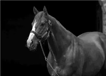  ?? BARBARA D. LIVINGSTON ?? Justify is the sire of Statuette, winner of the Group 2 Airlie Stud at The Curragh.