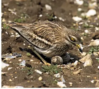  ??  ?? A stone curlew crouches protective­ly above its eggs, which are covered in blotches and streaks to ensure they blend into the ground.