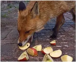  ??  ?? Wildlife in need: The vixen that visits Darryl Ransom’s garden