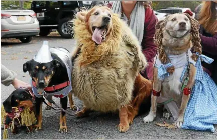  ?? TANIA BARRICKLO — DAILY FREEMAN ?? This canine pack won the contest for the “Most Original” category at the fourth annual UCSPCA Halloween Party and Pet Parade in Kingston Saturday afternoon. The Scarecrow, left, Cowardly Lion, and Dorothy are owned by Carol DiMetro of Highland and the...