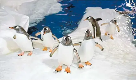  ??  ?? Chillax: Step on the ice with penguins at Kelly Tarlton’s.