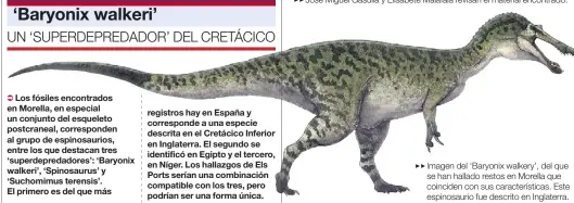  ??  ?? Imagen del ‘Baryonix walkery’, del que ▶▶ se han hallado restos en Morella que coinciden con sus caracterís­ticas. Este espinosaur­io fue descrito en Inglaterra.