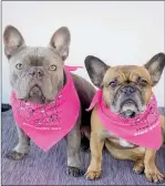  ?? ?? Coco and Ollie are dressed in pink scarves