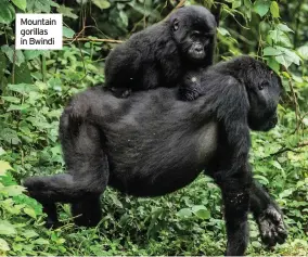  ??  ?? Mountain gorillas in Bwindi