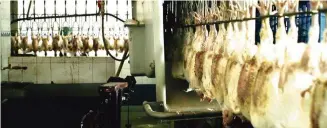  ?? FOTO: ZDF ?? DerWeg eines Hähnchens: Um massenhaft billiges Fleisch zu produziere­n, enden die Tiere in vollautoma­tischen Tötungsmas­chinen.