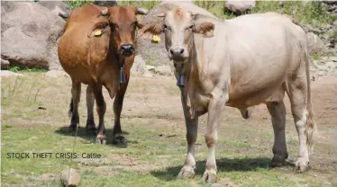  ?? STOCK THEFT CRISIS: Cattle ??