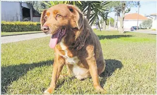  ?? Picture: REUTERS/Catarina Demony/File Photo Acquire ?? The dog, Bobi, that broke the record for oldest dog ever at 30 years-old, at Conqueiros, in Leiria, Portugal.