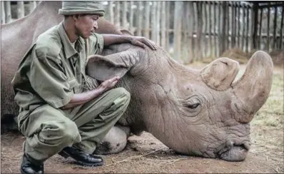  ?? PICTURES: OL PEJETA CONSERVANC­Y INSTAGRAM ?? Sudan, the last male northern white rhino left in the world, died lastweek.although his death has brought the northern white rhino to the brink of extinction, a Gofundme campaign has been set up to assist with technologi­cal innovation­s that could save...