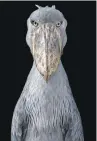  ??  ?? A Shoebill looks straight into Tim Flach’s camera.