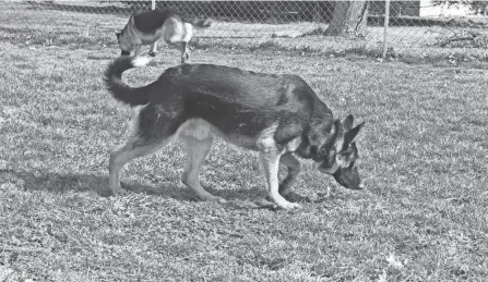  ?? BRYCE BUYAKIE/WOOSTER DAILY RECORD ?? Duke sniffs the ground while his littermate King does the same in the background at the new private dog park in Smithville.