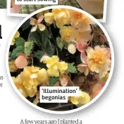  ??  ?? ‘Illuminati­on’ begonias