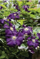  ??  ?? Left to right, from above
Clothing some walls in climbers provides an opportunit­y to grow a wider range of plants, including Clematis ‘Étoile Violette’, which is happy in shade.