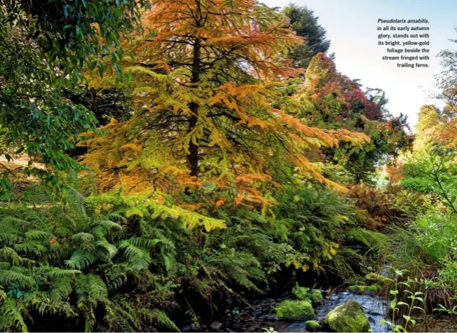  ??  ?? Pseudolari­x amabilis, in all its early autumn glory, stands out with its bright, yellow-gold foliage beside the stream fringed with trailing ferns.