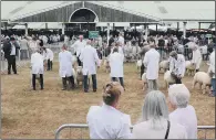  ??  ?? FLOCKING TO JUDGEMENT: Judging the Ryeland sheep on day one of the Great Yorkshire Show.