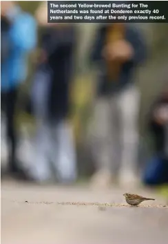  ?? ?? The second Yellow-browed Bunting for The Netherland­s was found at Donderen exactly 40 years and two days after the only previous record.