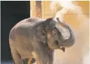  ?? Associated Press ?? In this file photo, an Asian elephant kicks up dust while making her first appearance at the Los Angeles Zoo.