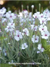  ??  ?? Geranium maderense ‘Alba’