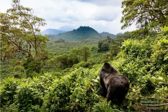  ?? ?? Mountain gorilla in Rwanda Volcanoes
National Park