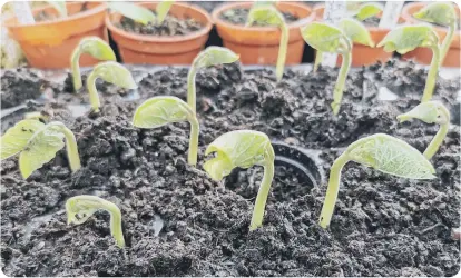  ??  ?? Runner bean ‘Firestorm’ a flying start.