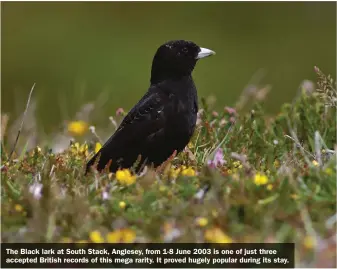  ??  ?? The Black lark at South Stack, Anglesey, from 1-8 June 2003 is one of just three accepted British records of this mega rarity. It proved hugely popular during its stay.