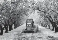  ?? MARCUS YAM/LOS ANGELES TIMES FILE PHOTOGRAPH ?? A farm worker drives a truck that sprays and fans out herbicide on an almond tree farm in 2015 in Modesto.