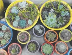  ?? Kathryn Scott, The Denver Post ?? Denver Botanic Gardens often has containers prepared — like these succulents in colorful pots — for their plant sales. Succulents can thrive just about anywhere.