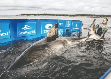  ?? Chris Ros / OCEARCH ?? Nukumi is more than five metres long and weighs 1,606 kilograms. She is the largest shark OCEARCH researcher­s have tagged and sampled during the current expedition.