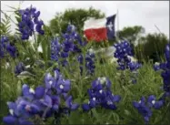  ?? DAVID J. PHILLIP — THE ASSOCIATED PRESS FILE ?? In this file photo, the Texas flag flies near a field of Bluebonnet­s near Navasota, Texas.