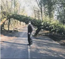  ??  ?? A large tree blocked Hammerpond Road for several hours