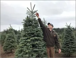  ?? GILLIAN FLACCUS — THE ASSOCIATED PRESS FILE ?? Casey Grogan, owner of Silver Bells Tree Farm and president of the Pacific Northwest Christmas Tree Associatio­n, trims a noble fir at his 400-acre Christmas tree farm in Silverton, Ore. in Nov. 2018. Experts say real Christmas trees are a more sustainabl­e choice than artificial trees.