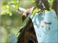  ?? TIMES photograph by Annette Beard ?? Take care of birds in your yard by adding a wooden birdhouse and placing decals on your window to prevent bird strikes.